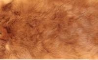 Photo Texture of Fabric Fur 0001